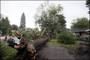 One of  Richard Kotz's trees on Emmick Drive was blown over into a tree on his neighbor's property during Thursday's storm.
