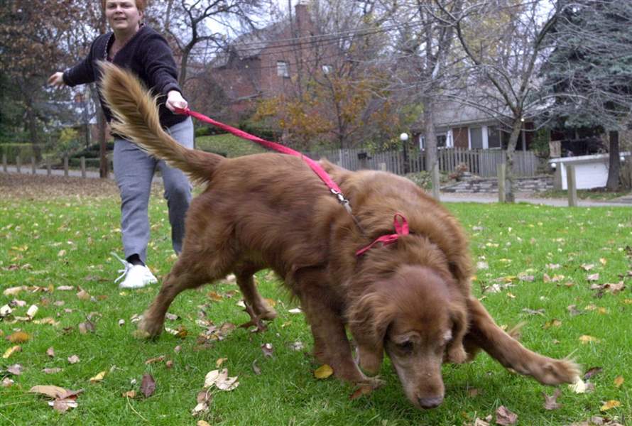 leash-laws-1