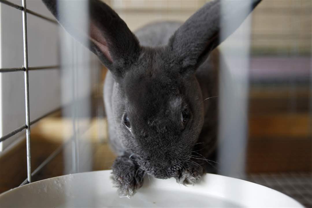 Ottawa Co. Fair gets ready for visitors The Blade