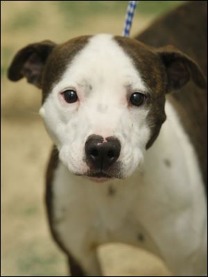 ‘Jackie,’ female ‘pit bull’ mix, 997