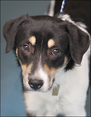 ‘Smith,’ male border collie mix, 1072