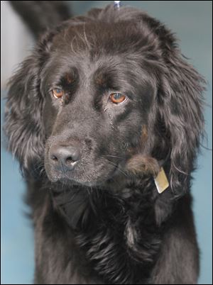‘Gordon,’ male setter mix, 1068