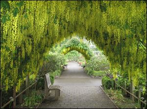 A double arbor is framed by laburnums at Bayview Farm & Garden
near Langley, Wash.