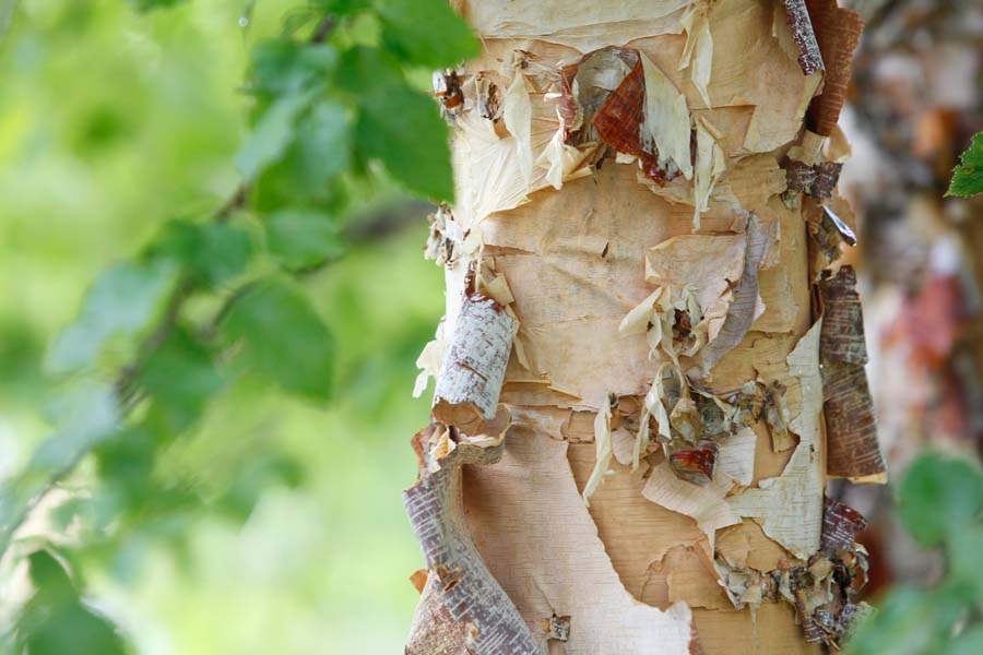 A-river-bark-birch-tree-in-the-garden