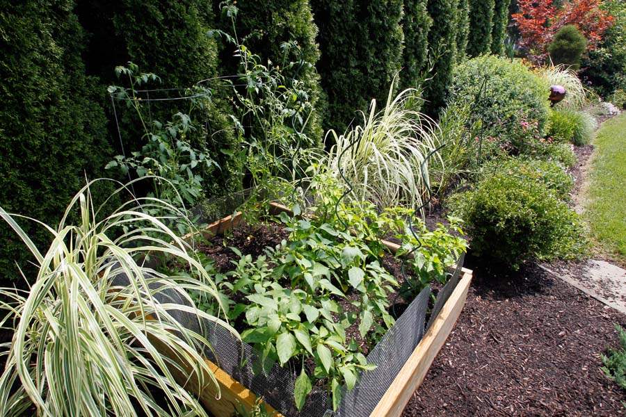 A-small-salsa-garden-consisting