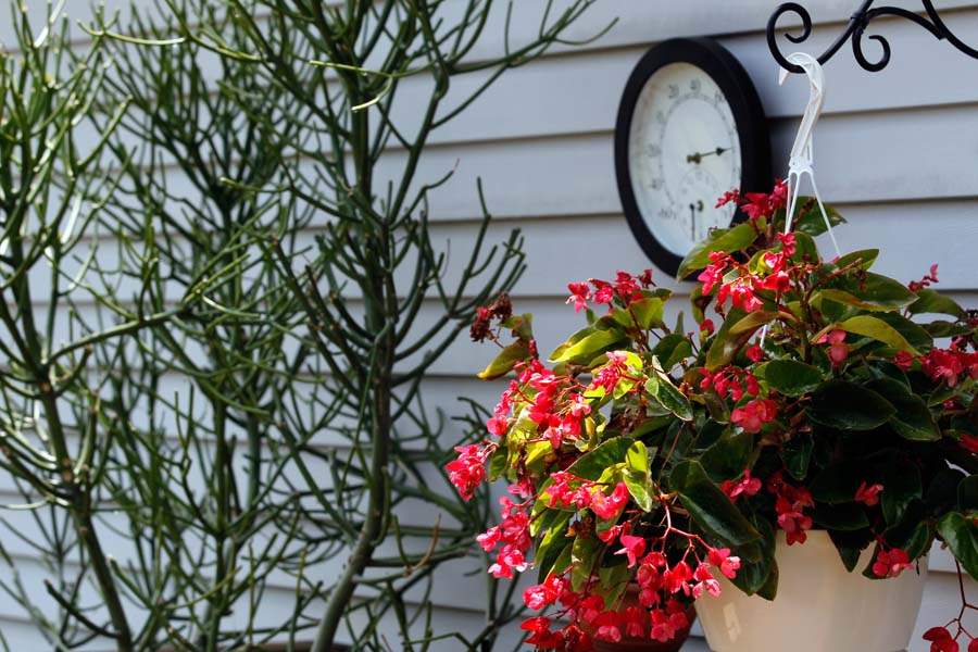 Begonias-add-color-in-the-garden