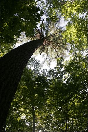 Hartwick Pines is one of the largest state parks in the Lower Peninsula of Michigan with a 49-acre forest of Old Growth Pines which gives the park its name. This forest is a reminder of Michigan's past importance in the pine lumber industry .