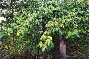 Poison ivy is a noxious plant that for many people causes an itchy rash soon after contact, sometimes severe enough to require hospitalization. And anyone unfortunate enough to breathe smoke from burning poison ivy may suffer potentially fatal respiratory-tract damage.