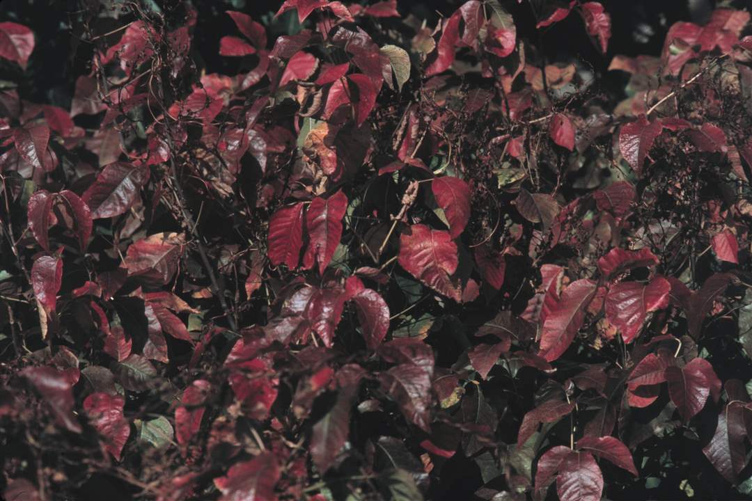 IVY-IN-AUTUMN