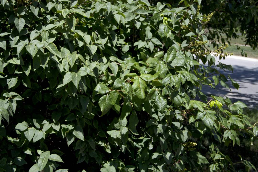 ivy-in-lilac-bush