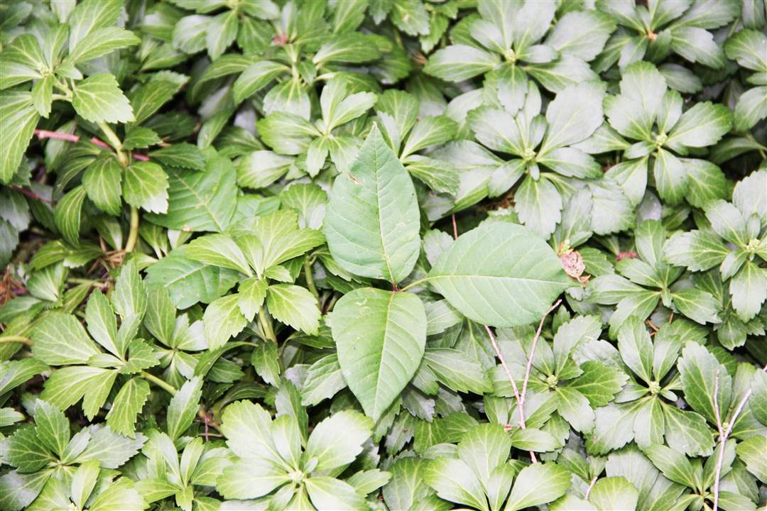 ivy-in-pachysandra