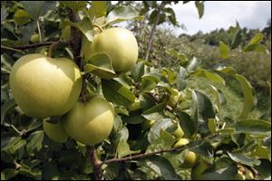 Ripening apples hang from a tree at Burtt's apple orchard in Cabot, Vt. Apple orchards in Northern New England dodged a bullet this spring when trees got an early start and then were hit with frost that decimated crops in big producing states like Michigan. The crop in Vermont, Maine and New Hampshire is expected to be smaller than last year's banner year but growers are optimistic about the season.