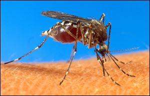 People vaccinated for malaria still carry the parasite, and mosquitos can spread the debilitating disease to others.
