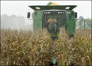A worker drives a combine harvesting corn in a field near Altheimer, Ark. Crop yields are expected to be down from previous years because of drought conditions.