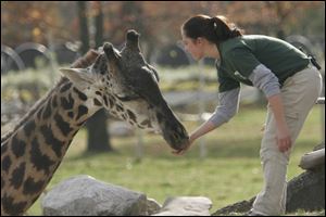 Katie Gut feeds Mowgli, an adult male giraffe. Mowgli was euthanized Thursday.