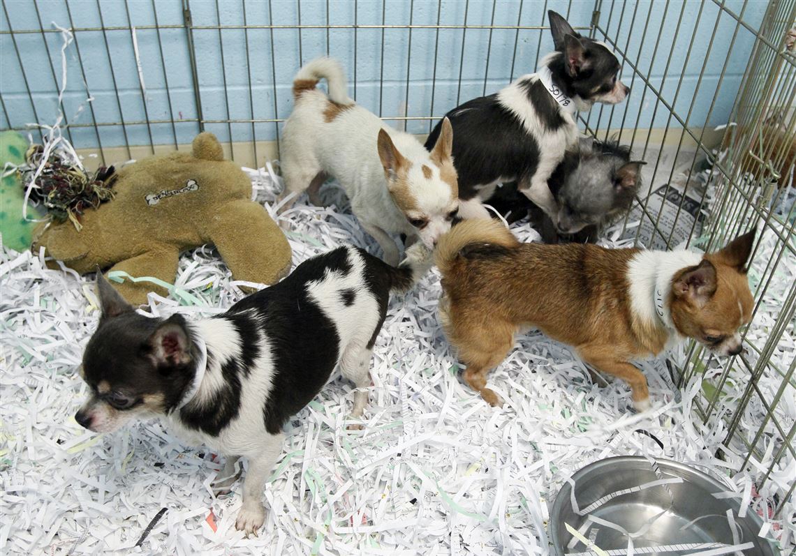 Toledo humane society helps remove dogs from Ohio puppy mill | The Blade
