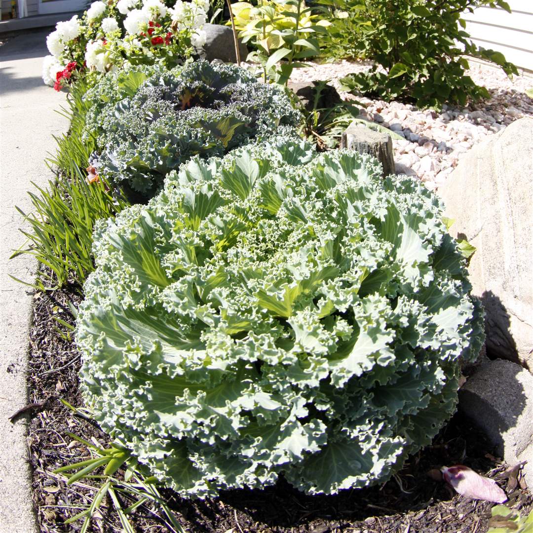 John-Arnold-weed-reap-kale-yew