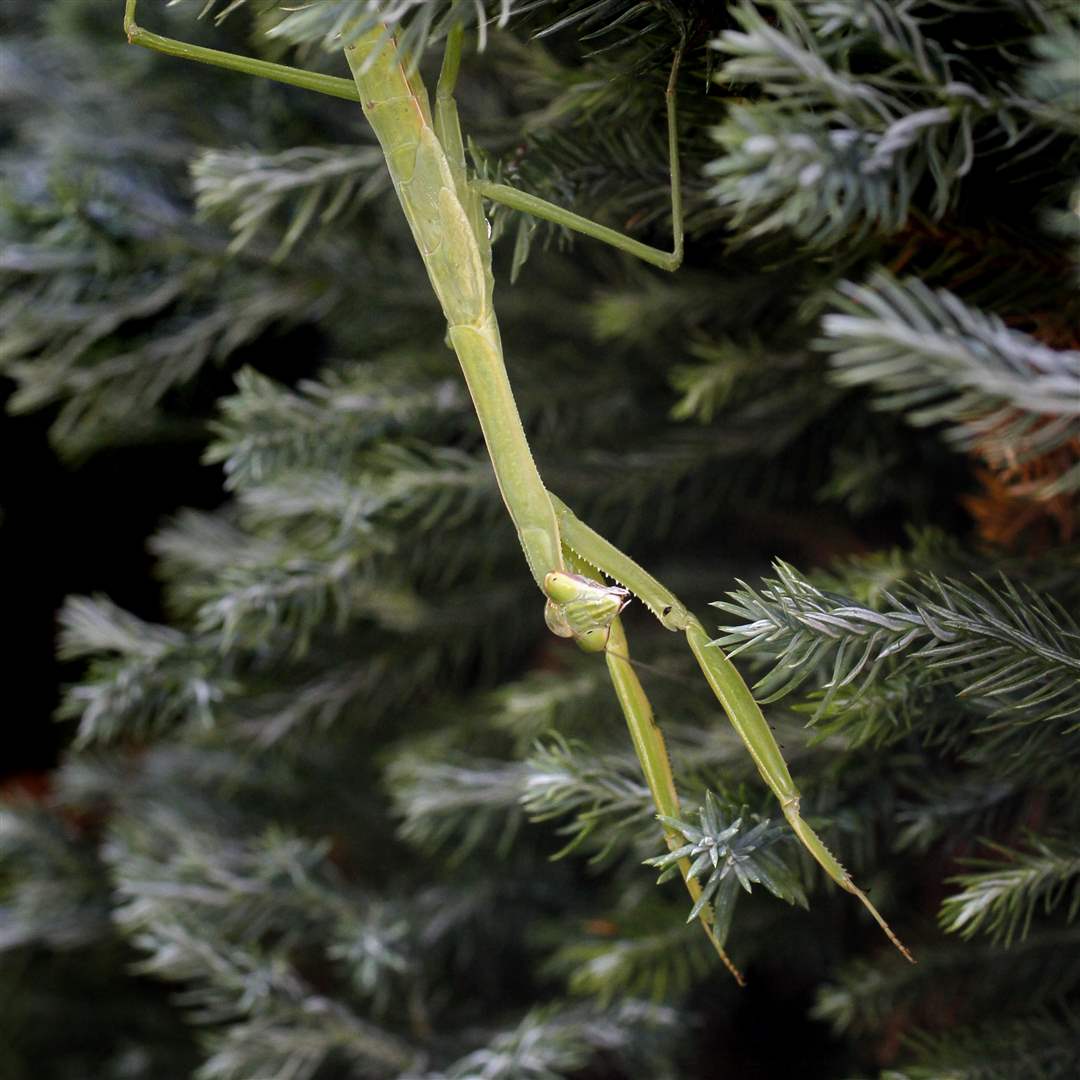 John-Arnold-weed-reap-praying-mantis