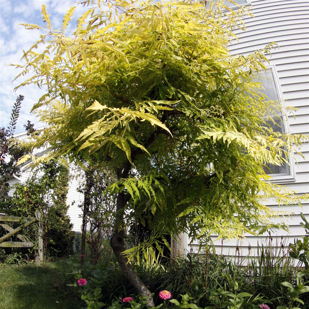 John-Arnold-weed-reap-tigereye-sumac