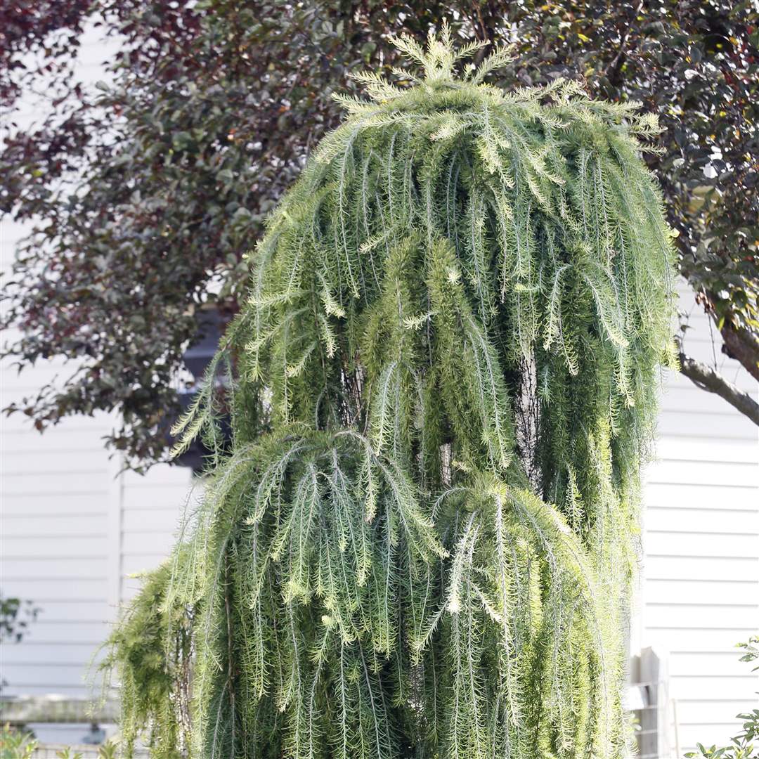 John-Arnold-weed-reap-European-larch