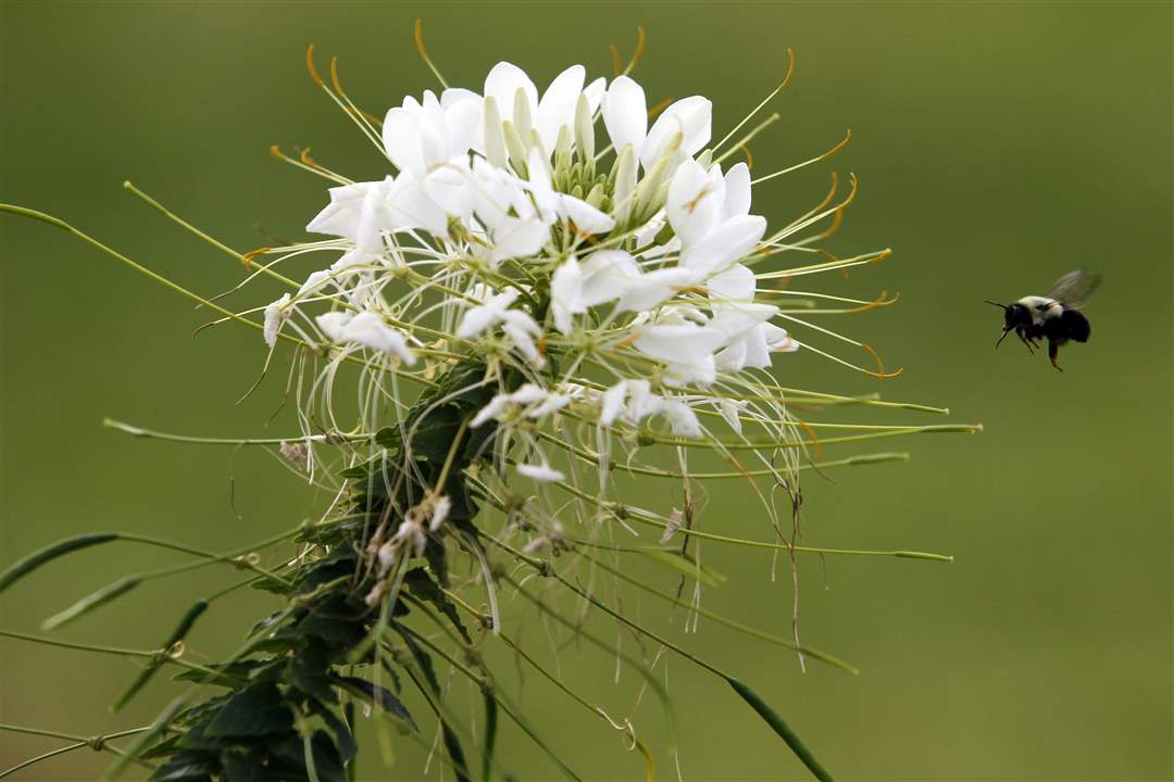 John-Arnold-weed-reap-bee-cleome