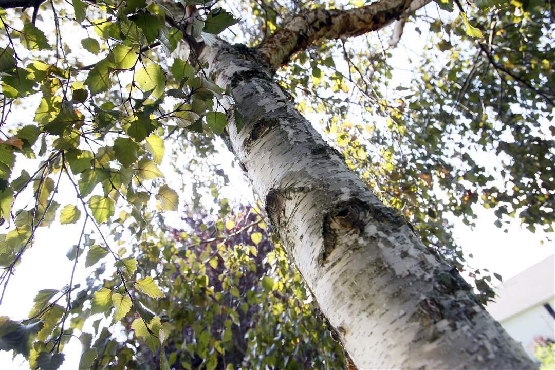 John-Arnold-weed-reap-birch