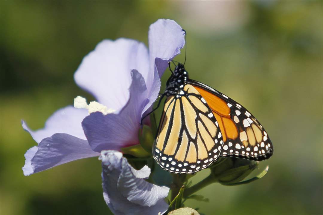 John-Arnold-weed-reap-butterfly-Rose-of-Sharon