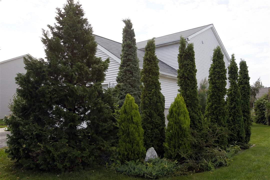 John-Arnold-weed-reap-conifers