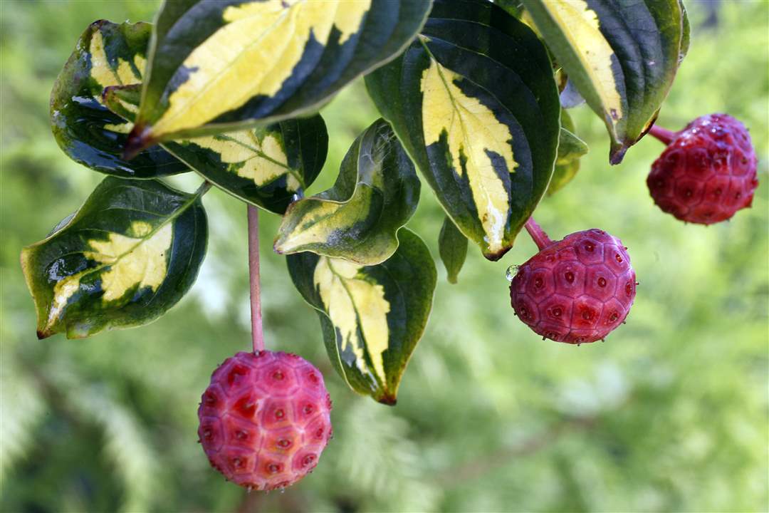 John-Arnold-weed-reap-dogwood