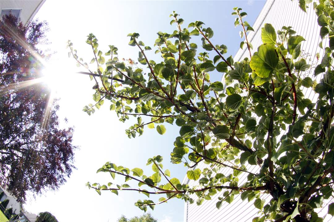 John-Arnold-weed-reap-hydrangea