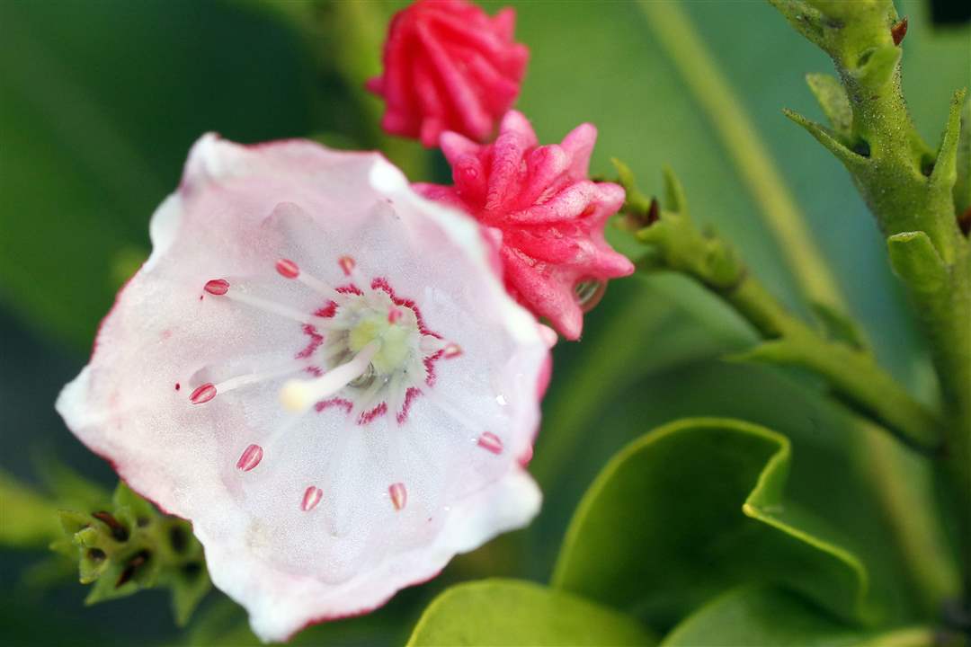 John-Arnold-weed-reap-laurel