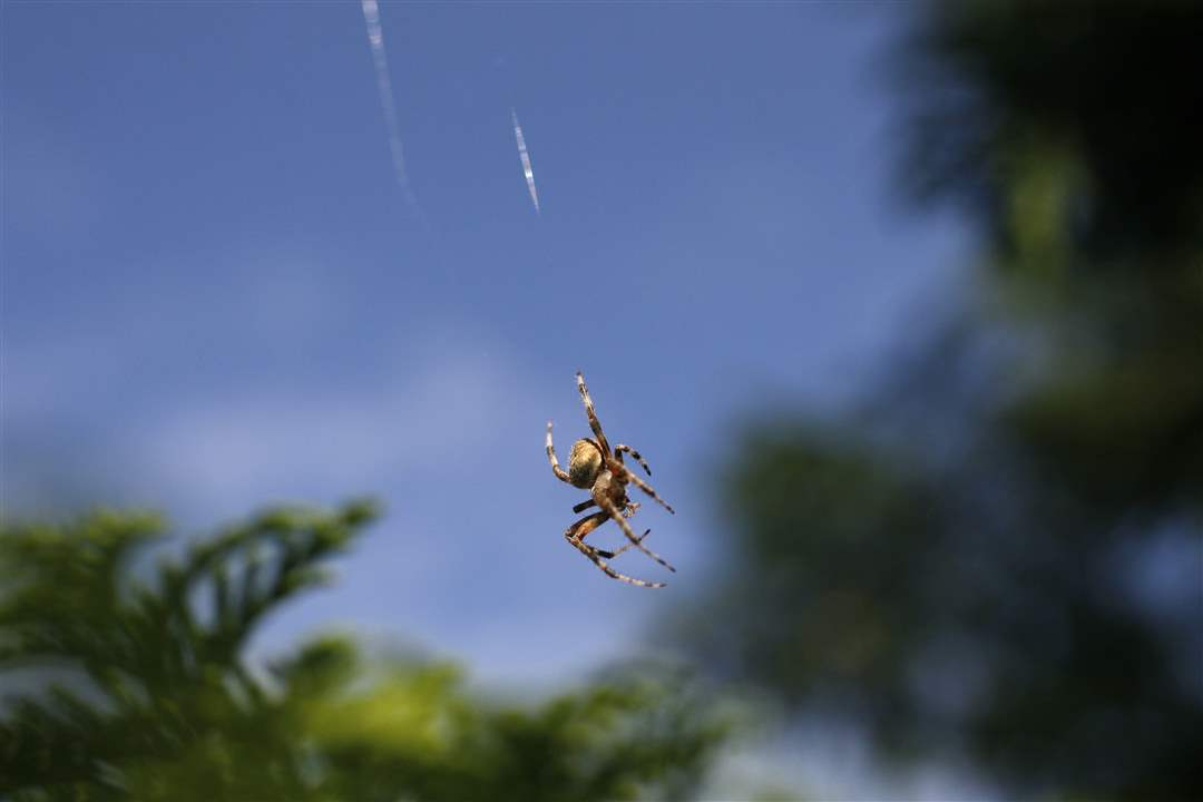 John-Arnold-weed-reap-spider