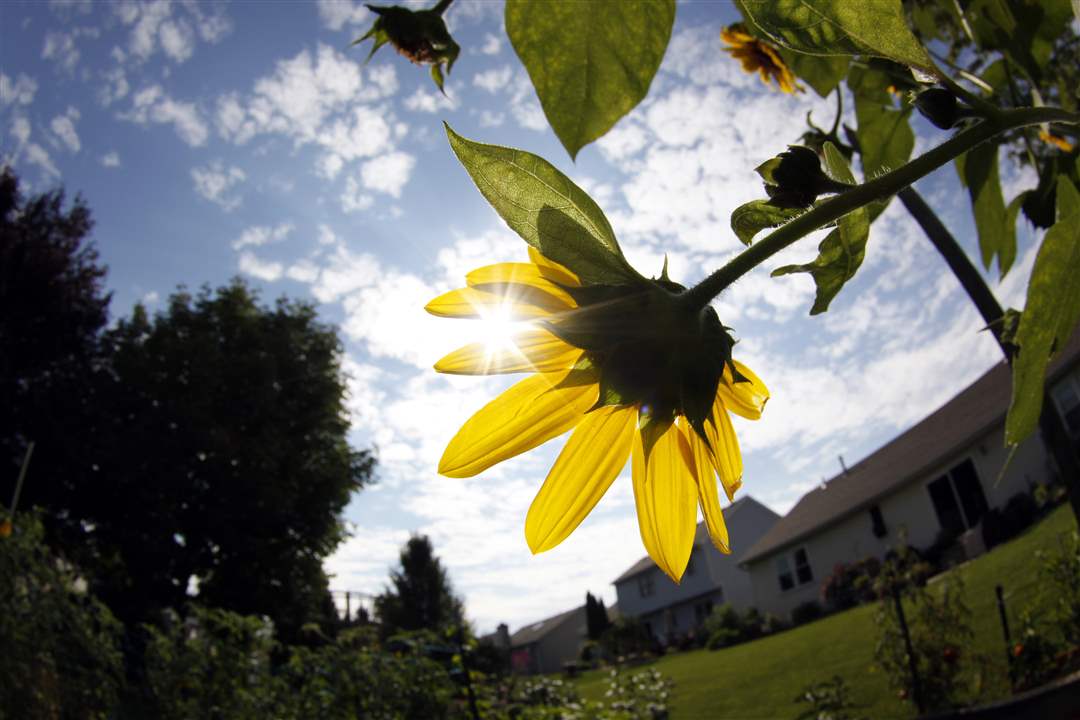 John-Arnold-weed-reap-sunflower