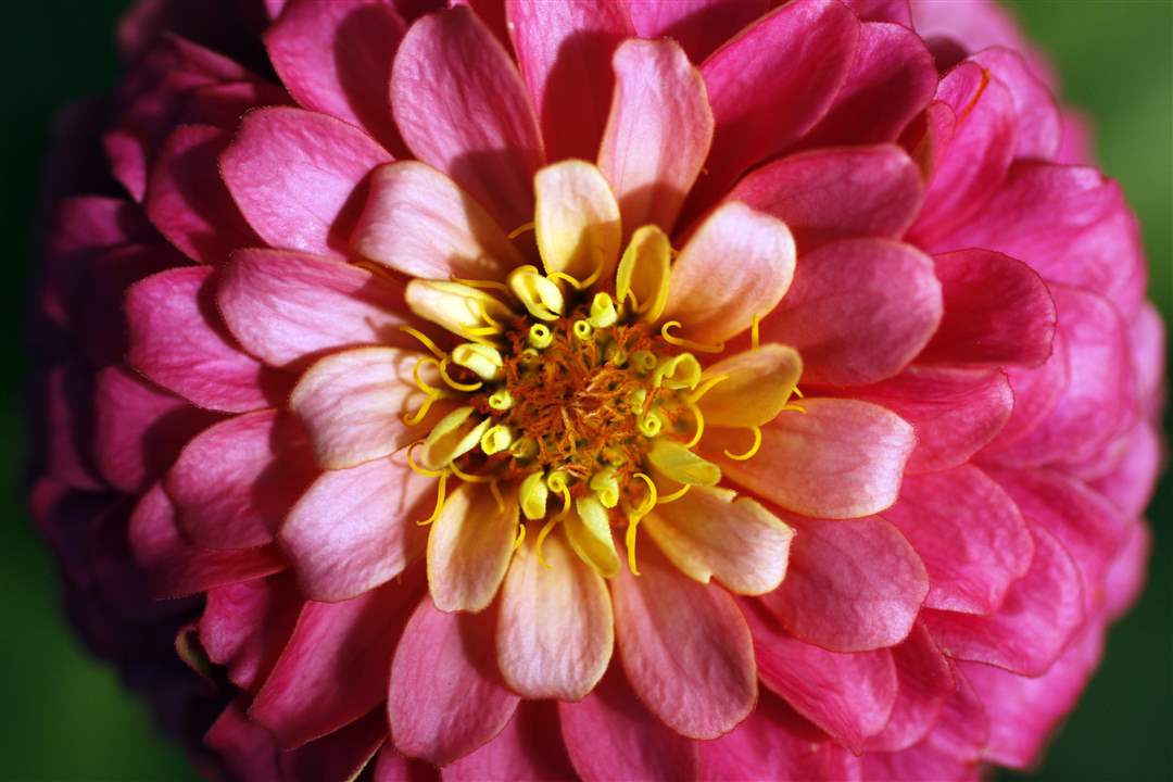 John-Arnold-weed-reap-zenia