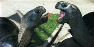Keepers have tried to put them back together, even resorting to such elaborate schemes as introducing a decoy tortoise to Poldi in an attempt to make Bibi jealous. It didn't work.