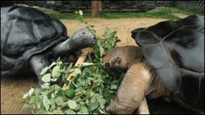 Poldi and Bibi, two rare giant Galapagas tortoises, enjoyed a full marital relationship. Then, in November, it all changed, when Bibi hissed at Poldi and took a bite out of his shell. they have been estranged since.
