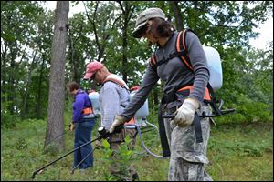 Elizabeth Dunson, foreground, joins Matt Pierce and Erika Buri, Olander Park System conservation manager, in spraying invasive species at the Southview Oak Savanna.
