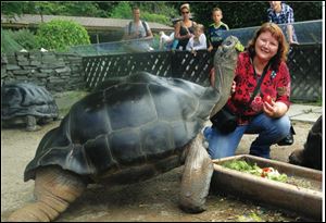 Author Wendy Gomersall spends time with Poldi. the tortoise's keepers in Austria say he is the more social of the pair and loves to have his neck scratched.