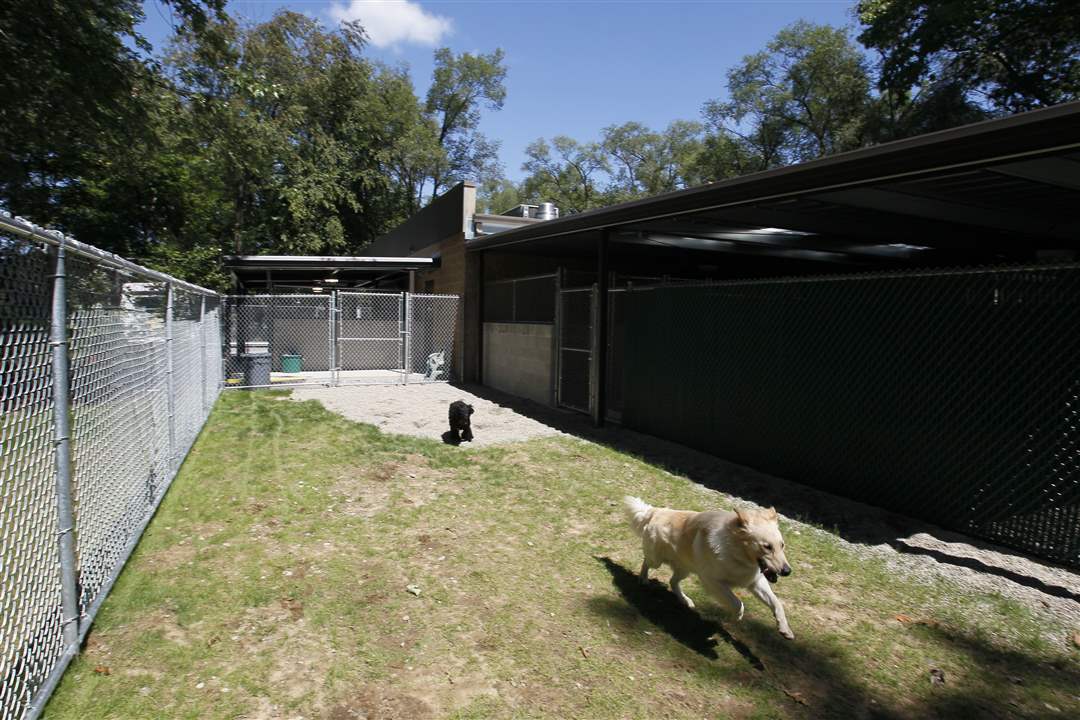 assistance-dog-outdoor-area