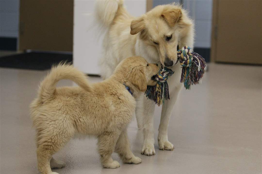gilligan-assistance-dogs