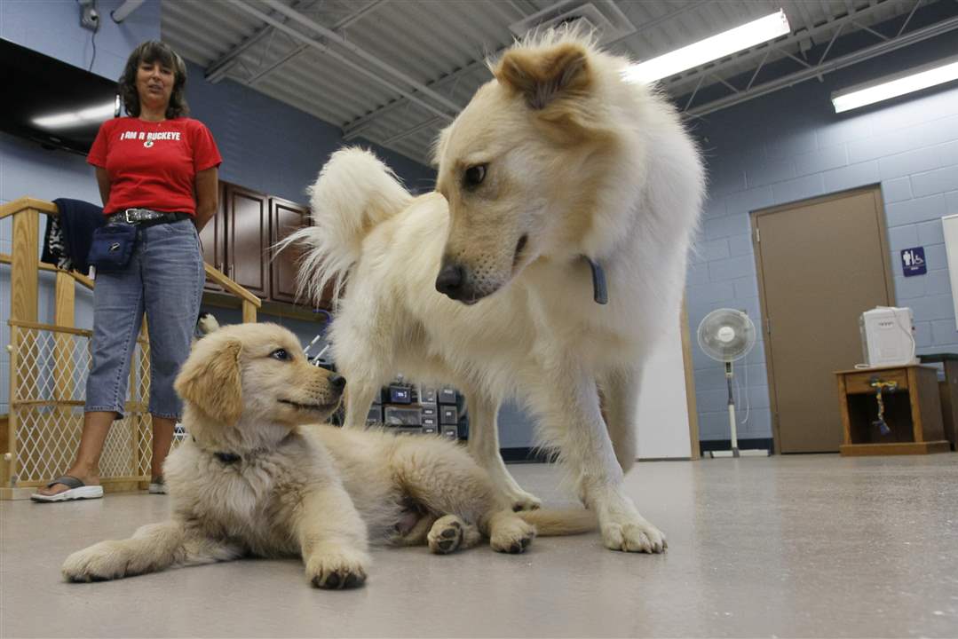 zeier-assistance-dog