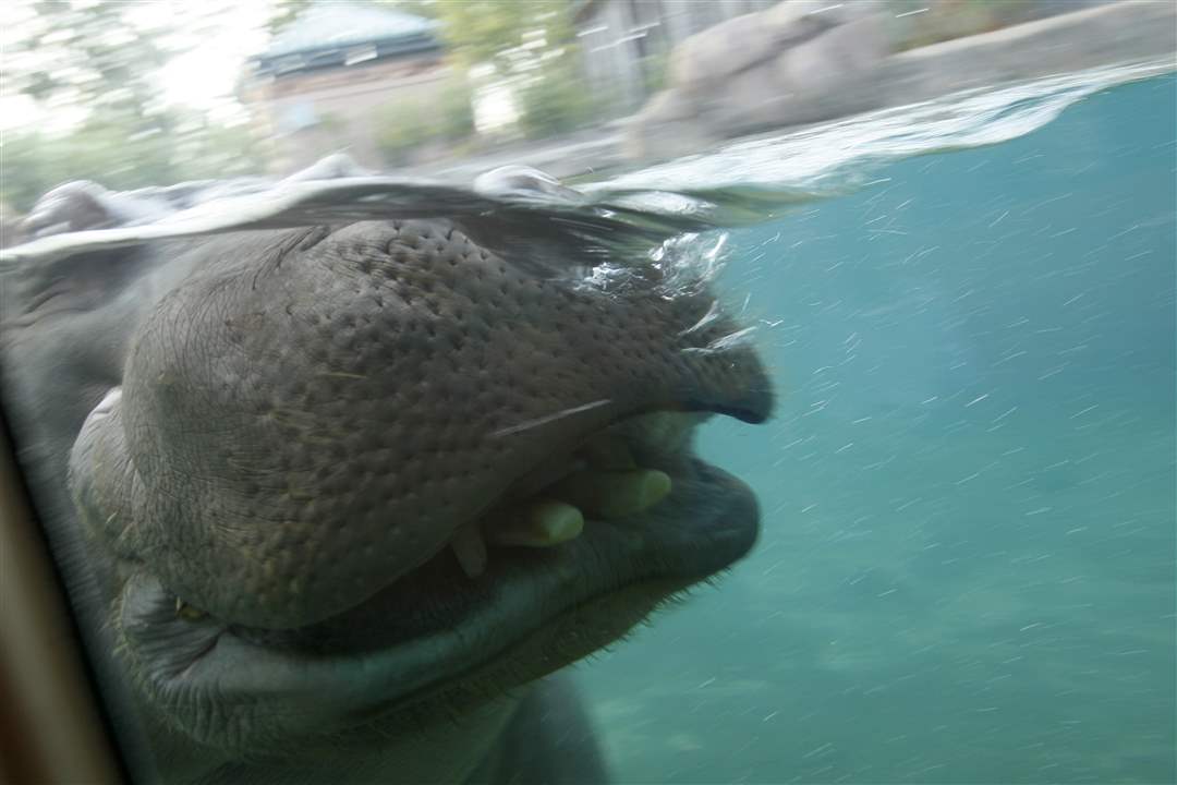 Feast-with-Beasts-Toledo-Zoo-hippo