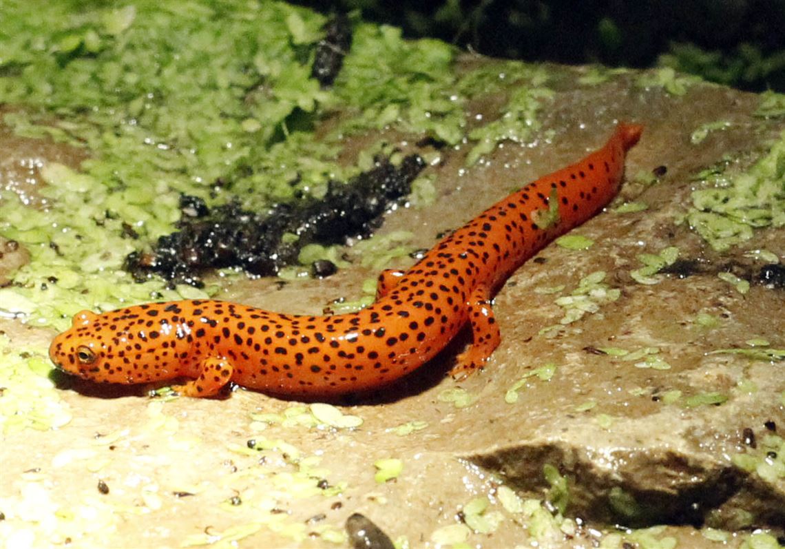 African Nightcrawler culture  : Newts and Salamanders Portal