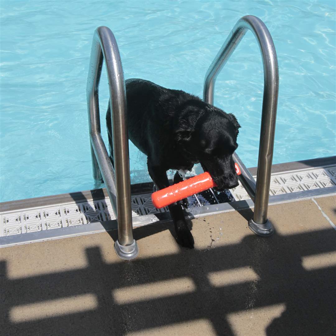 dogplunge09p