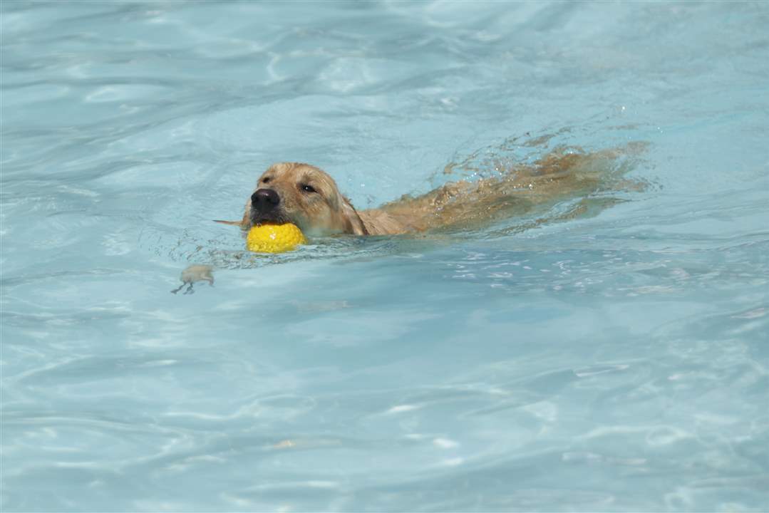 Lisa-Binkowski-s-dog-Jack