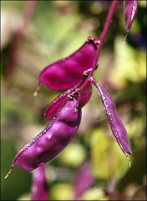 Hyacinth beans in Randy Sutherland's garden in Toledo.