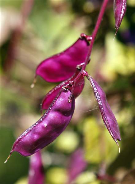 Hyacinth-beans-in-Randy-Sutherland-s