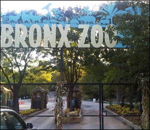 Zoo officials say a visitor who leaped into an exhibit and was mauled by a tiger was alone with the 400-pound beast for about 10 minutes before being rescued. 