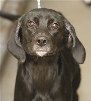 ‘Google,’ female beagle mix, pound #1449