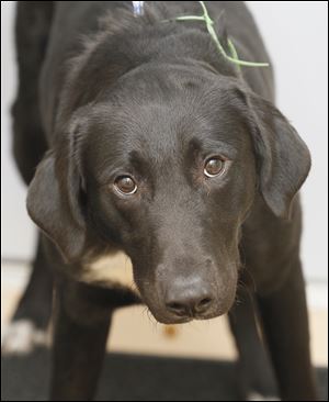 ‘Martin,’ male Lab mix, pound #5848